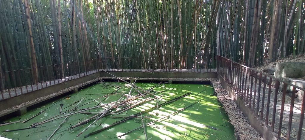 Bambus parque botanico de coimbra